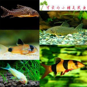 龍魚會吃三間鼠嗎：龍魚和三間鼠并不適宜混養，以下是詳細解釋，龍魚會吃三間鼠嗎 龍魚會吃三間鼠嗎：龍魚和三間鼠并不適宜混養，以下是詳細解釋，龍魚會吃三間鼠嗎 龍魚百科 第3張
