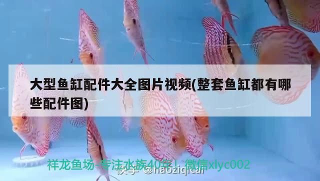 世界上最貴的紅龍魚視頻在線觀看免費(fèi)（世界上最貴的紅龍魚視頻在線觀看免費(fèi)下載）