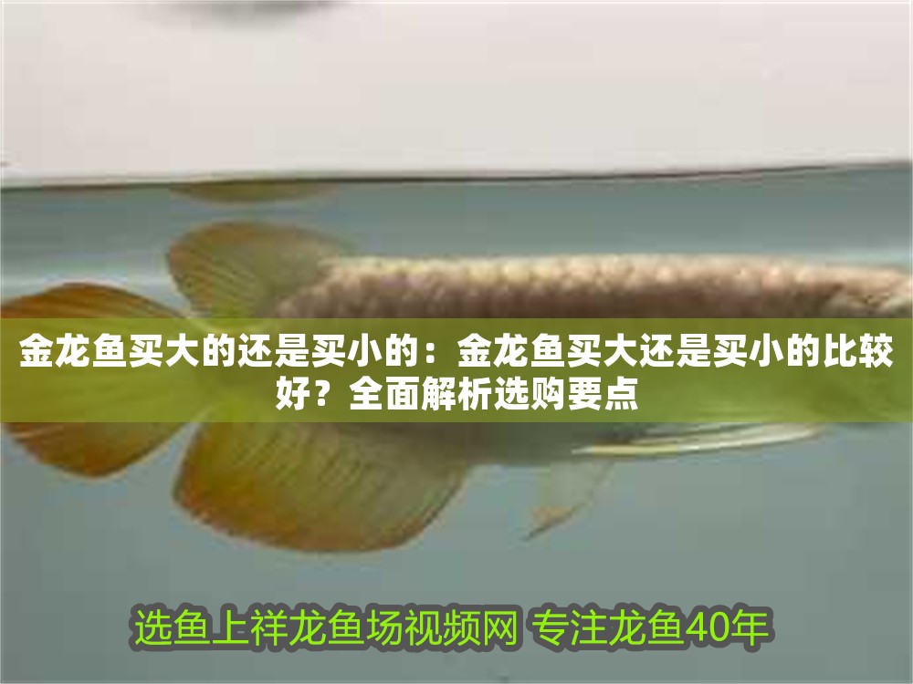 金龍魚買大的還是買小的：金龍魚買大還是買小的比較好？全面解析選購要點