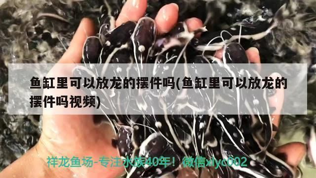 龍魚35度水溫行不？：龍魚最佳水溫范圍大致為24~28度龍魚最佳水溫范圍