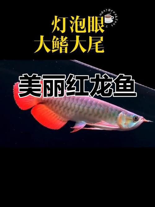 如何飼養紅龍魚幼崽圖片