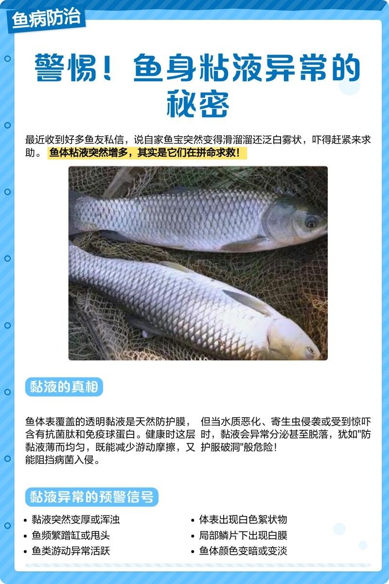 雷龍魚身上有白色粘液怎么回事
