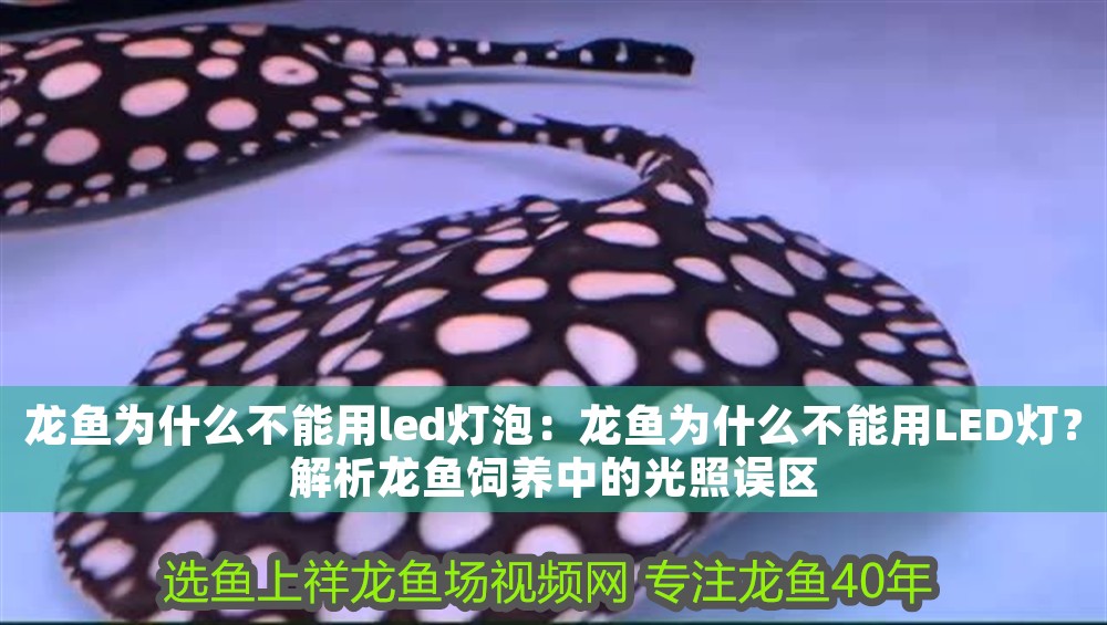 龍魚為什么不能用led燈泡：龍魚為什么不能用LED燈？解析龍魚飼養中的光照誤區