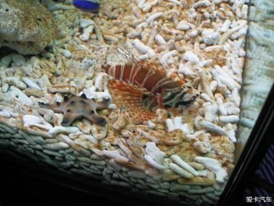 什么龍魚最好養殖（家庭水族箱布置建議）