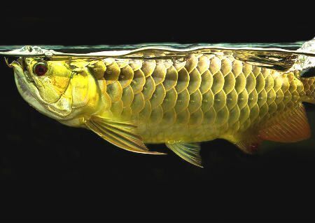 紅龍魚和金龍魚寓意是什么（紅龍魚養殖技巧有哪些）