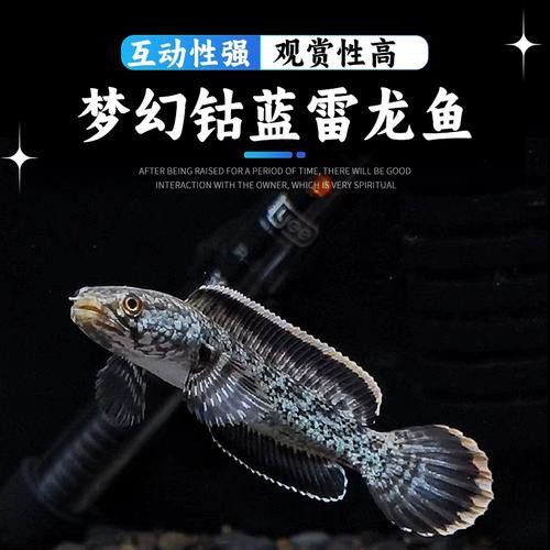 枯藍雷龍魚 龍魚百科 第4張 枯藍雷龍魚 枯藍雷龍魚 龍魚百科 第4張
