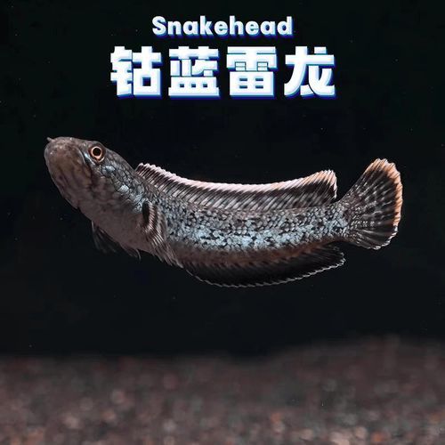枯藍雷龍魚 龍魚百科 第2張 枯藍雷龍魚 枯藍雷龍魚 龍魚百科 第2張
