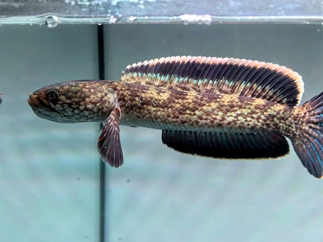 枯藍雷龍魚 龍魚百科 第3張 枯藍雷龍魚 枯藍雷龍魚 龍魚百科 第3張