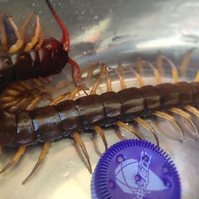 龍魚喂蜈蚣會發色嗎：喂食蜈蚣可以幫助龍魚發色嗎龍魚喂蜈蚣會發色嗎