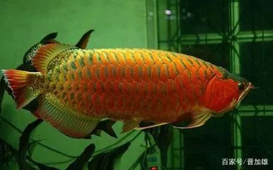 龍魚的壽命是多少年？：野生龍魚的壽命通常較長(zhǎng)