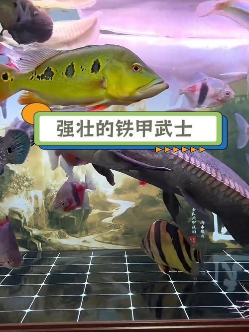 鎧甲武士魚的圖片