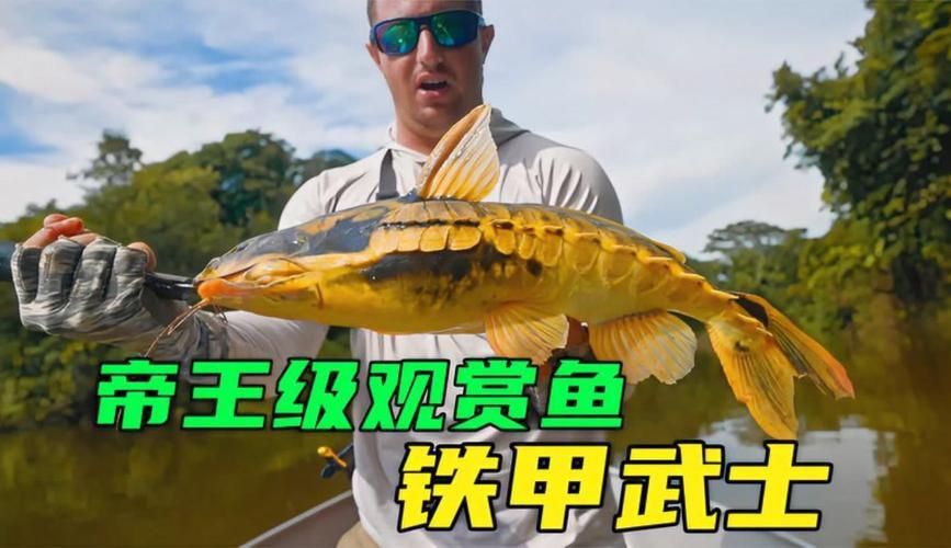 鎧甲武士魚的圖片