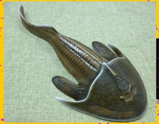 鎧甲武士魚的圖片