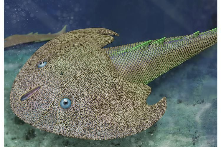 鎧甲武士魚的圖片