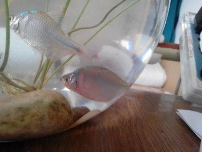 龍魚長大嘴巴是干嘛：龍魚為什么會長大嘴巴