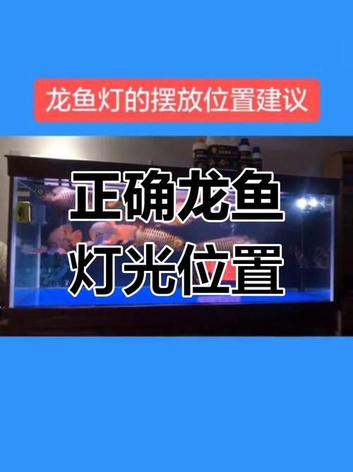金龍魚開什么顏色的燈不掉眼