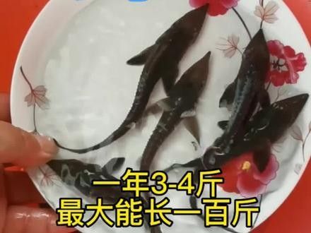 鱘龍魚一年長多少斤