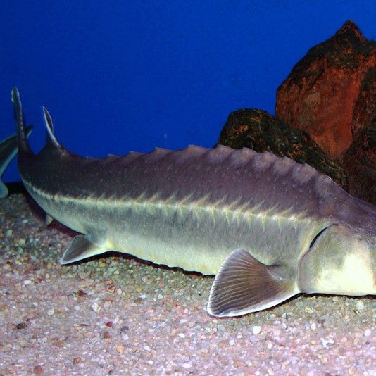 鱘龍魚一年長多少斤