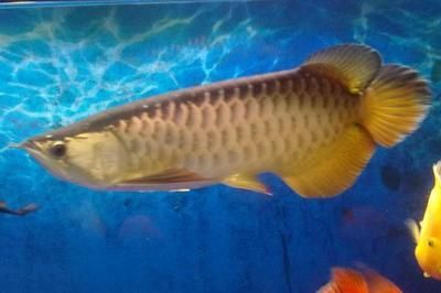 龍魚喂什么比較好：龍魚幼魚階段如何科學喂養成年龍魚的日常飲食管理