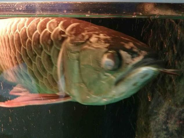 金龍魚眼睛凹下去了怎么回事