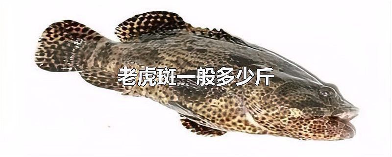 老虎斑是什么檔次的魚