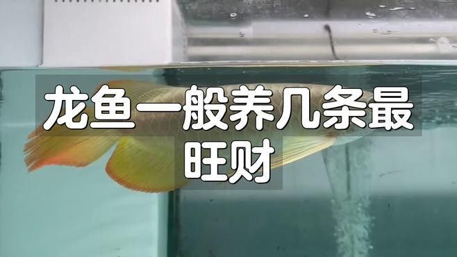 養龍魚養幾條最好呢 養龍魚養幾條最好呢 龍魚百科 第3張
