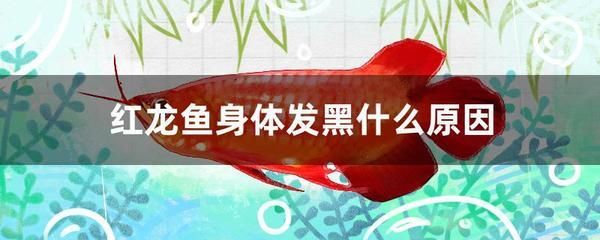 紅龍魚鱗片發白怎么辦：紅龍魚鱗片發白的治療方法