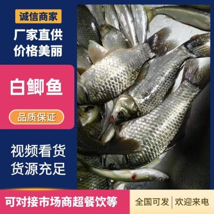 開封龍魚出售最新信息價格