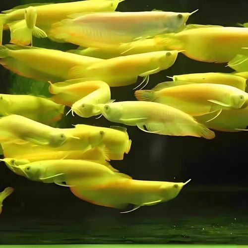 白子銀龍魚和黃化銀龍魚區別在哪里圖片
