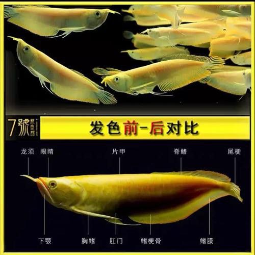 白子銀龍魚和黃化銀龍魚區別在哪里圖片