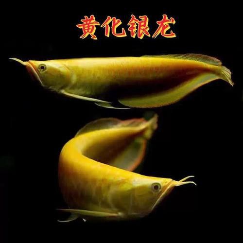 白子銀龍魚和黃化銀龍魚區別在哪里圖片