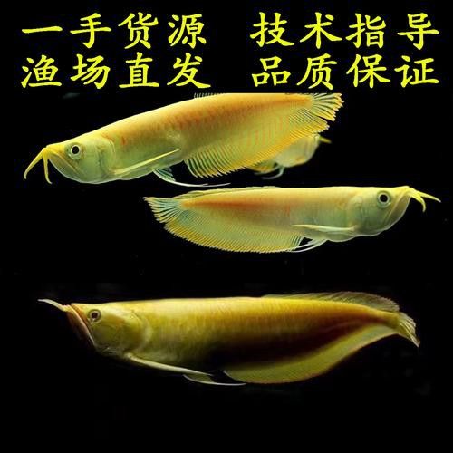 白子銀龍魚和黃化銀龍魚區別在哪里圖片