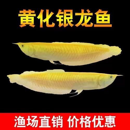 白子銀龍魚和黃化銀龍魚區別在哪里圖片