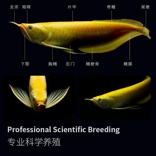 白子銀龍魚和黃化銀龍魚區別在哪里圖片