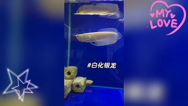 白子銀龍魚和黃化銀龍魚區別在哪里圖片