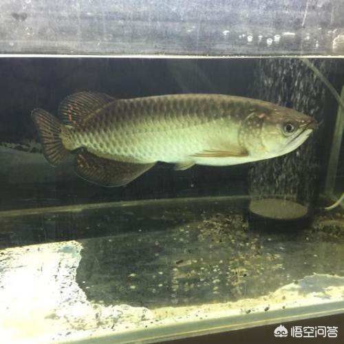 金龍魚最高價格有多少錢的魚，