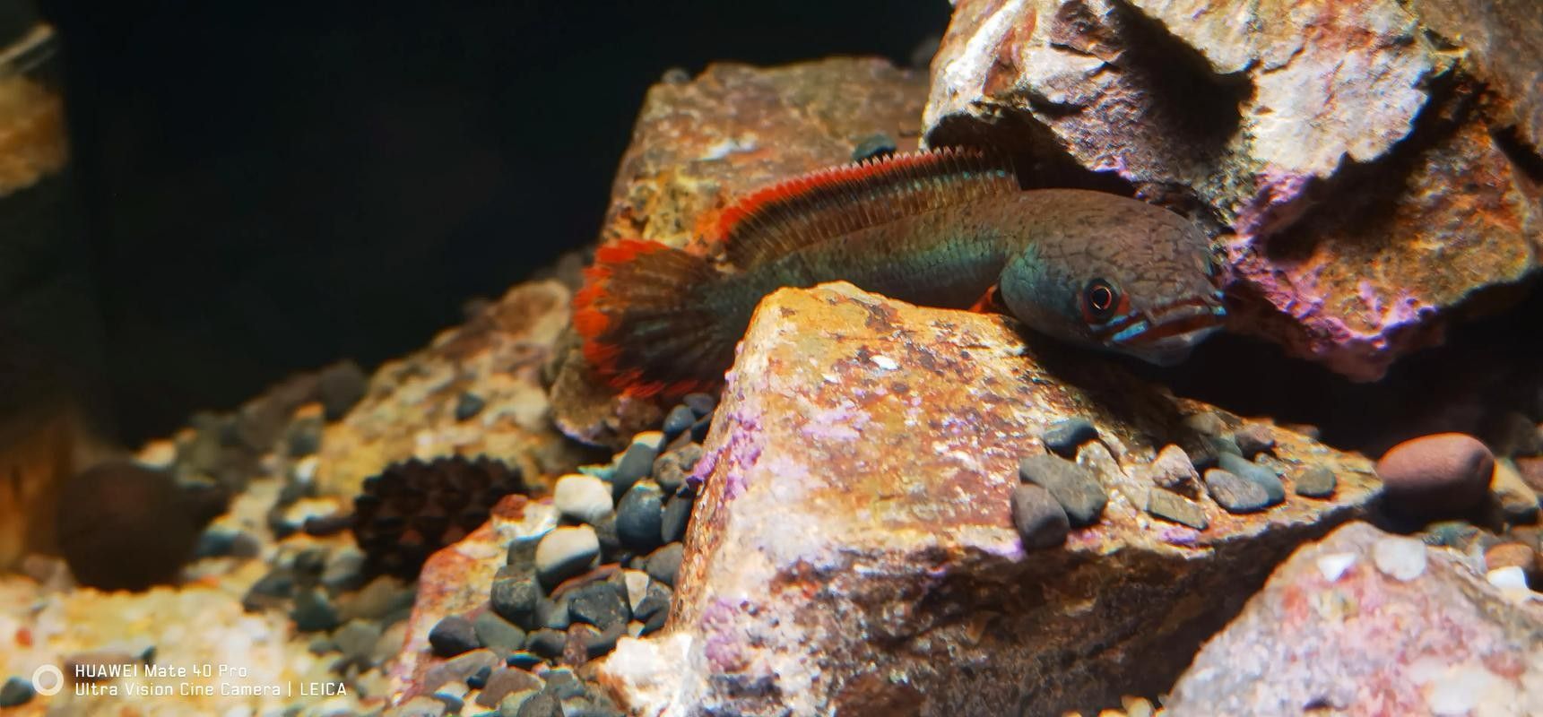 雷龍魚可以和斑馬狗頭混養嗎圖片