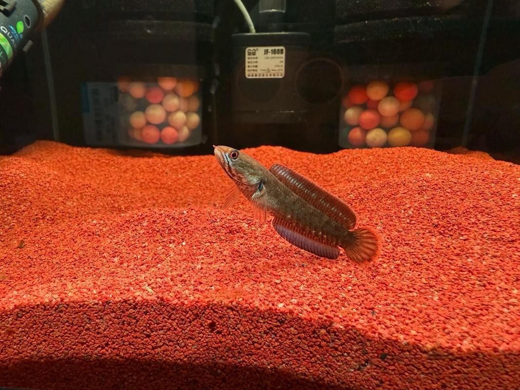 雷龍魚可以和斑馬狗頭混養嗎圖片