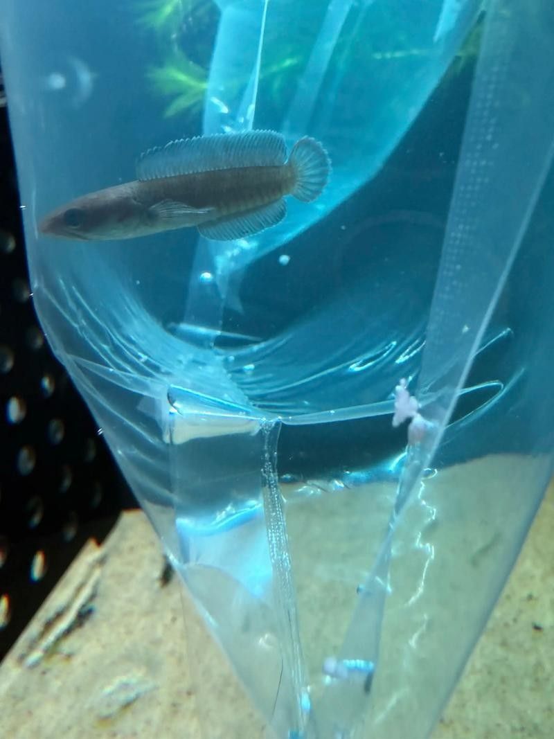 雷龍魚可以和斑馬狗頭混養嗎圖片