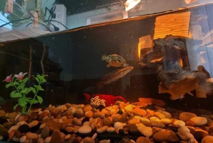 雷龍魚可以和斑馬狗頭混養嗎圖片