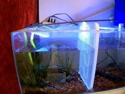 雷龍魚可以和斑馬狗頭混養嗎圖片