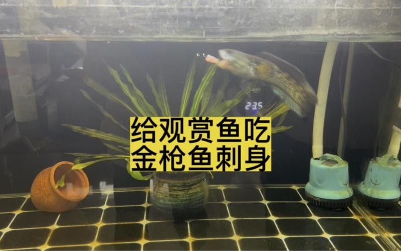 雷龍魚可以和斑馬狗頭混養嗎圖片