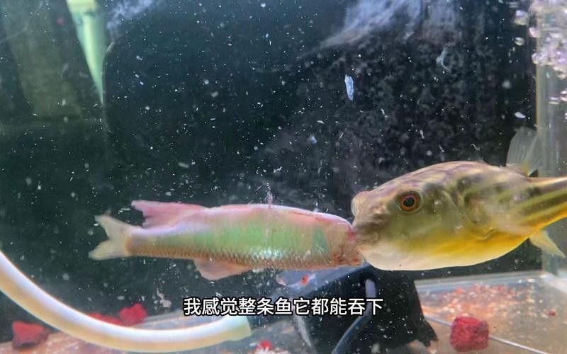 雷龍魚可以和斑馬狗頭混養嗎圖片