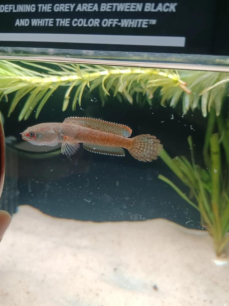 雷龍魚可以和斑馬狗頭混養嗎圖片