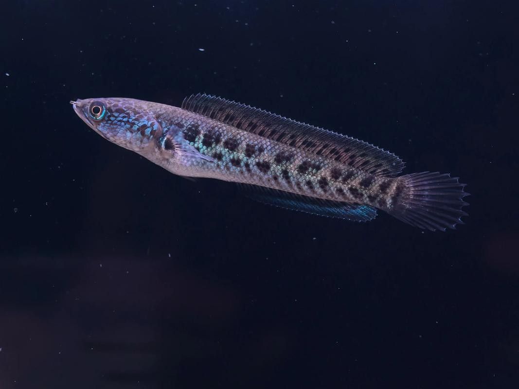 雷龍魚可以和斑馬狗頭混養嗎圖片