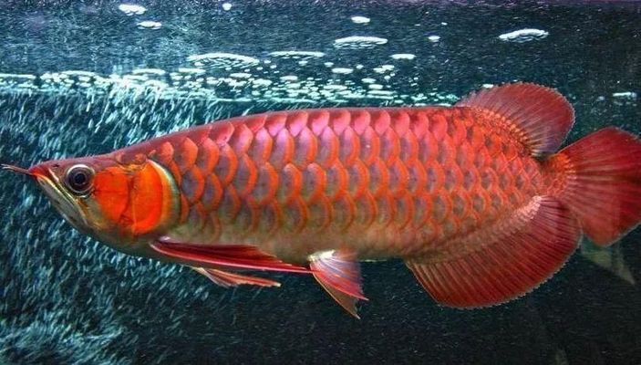 紅龍魚繁殖成功案例分享，國內首例紅龍魚繁殖成功案例