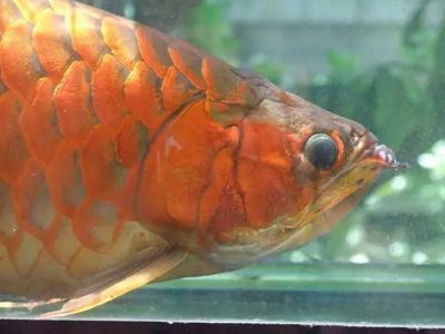龍魚發色激素：龍魚發色有講究，龍魚發色的秘密原理