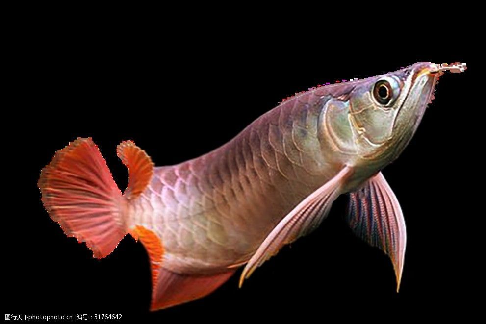龍魚有冷水的品種，：龍魚是否有冷水的品種？