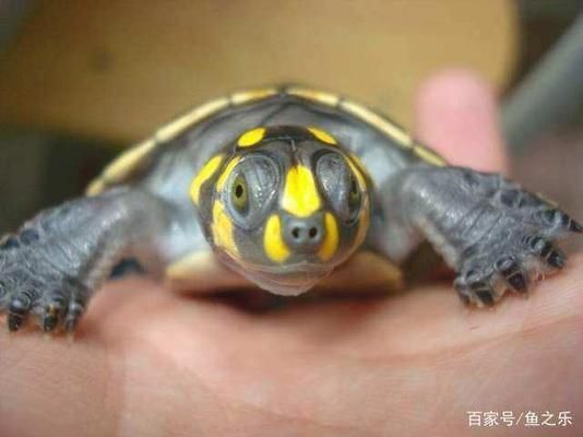 龍魚和什么魚混養(yǎng)好？：如何選擇適合與龍魚混養(yǎng)的魚類