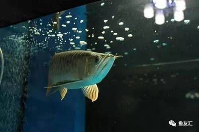 龍魚跳缸多久會(huì)死（龍魚跳缸后存活時(shí)間因個(gè)體差異和具體情況進(jìn)行變化）